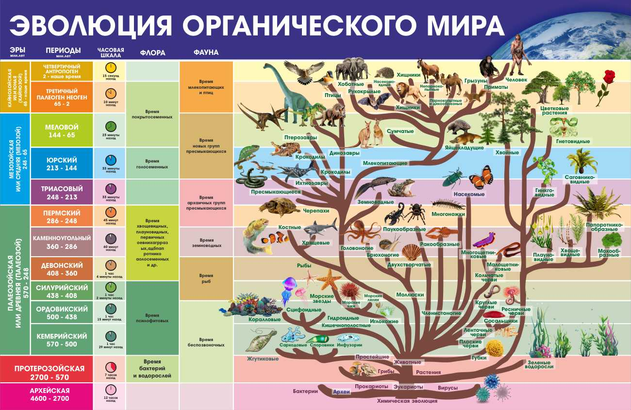 Информация стенд Эволюция органического мира купить в Ногинске